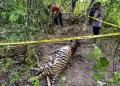 Tiga Ekor Harimau Sumatera Tewas Terkena Jerat di Aceh Timur