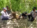 Tiga Ekor Harimau Sumatera Tewas Terkena Jerat di Aceh Timur