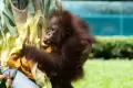 Bayi Orang Utan Noa Rayakan Ulang Tahun Pertama di Gembira Loka Zoo