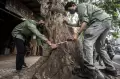 Pengukuran Tingkat Kekeroposan Pohon di Jakarta