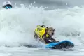 Aksi Memukau Anjing-anjing Peselancar di Kejuaraan Dunia