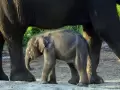 Kelahiran Anak Gajah Sumatera di Balai Konservasi Lembah Hijau