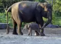 Kelahiran Anak Gajah Sumatera di Balai Konservasi Lembah Hijau