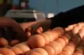 BBM Naik, Harga Telur Bertahan di Rekor Tertinggi