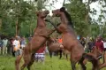 Tradisi Adu Kuda Pogeraha Adara di Muna Barat