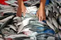 Tangkapan Sedikit Akibat Cuaca Buruk, Harga Ikan Segar Naik di Gorontalo