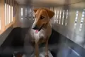 Pengiriman Anjing untuk Diadopsi di Luar Negeri