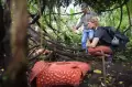 Wisata Bunga Rafflesia di Kabupaten Agam