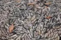 Ribuan Ikan Keramba Waduk Kedung Ombo Mati
