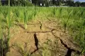 Lahan Pertanian Alami Kekeringan, Petani di Aceh Terancam Gagal Panen