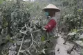 Petani Lereng Merapi Gagal Panen Tomat Akibat Abu Vulkanik