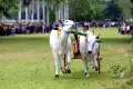 Pacuan Kuda Gerobak dan Roda Sapi di Gorontalo