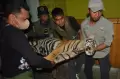 Kasihan, Harimau Sumatera Ini Mati Akibat Jerat Babi