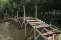 Ekowisata Mangrove di Jeneponto Terbengkalai