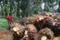 Menyambangi Perkebunan Musim Mas di Riau, Melihat Pabrik Kelapa Sawit Tanpa Limbah