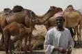 Mengunjungi Peternakan Susu Unta di Arab Saudi