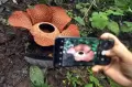 Cantiknya, Bunga Rafflesia Arnoldi Ditemukan Mekar Sempurna di Bengkulu