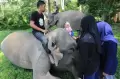 Bermain dengan Gajah Jinak CRU Sampoiniet Aceh Jaya