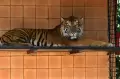 Mengunjungi Pusat Penangkaran Harimau Sumatera di Cisarua Bogor