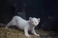 Imut, Anak Puma Albino Lahir di Nikaragua