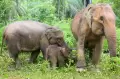 Kelahiran Bayi Gajah Imut Penghuni Baru CRU Desa Alue Kuyun di Aceh Barat