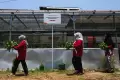 Pertamina Patra Niaga Berdayakan Kelompok Wanita Makassar dengan Hydroponic Farm