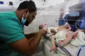 Senyum Bayi Prematur Palestina Usai Dievakuasi Keluar Zona Kematian RS Al-Shifa