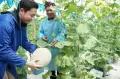 Penampakan Buah Melon Terberat di Indonesia