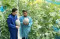 Penampakan Buah Melon Terberat di Indonesia