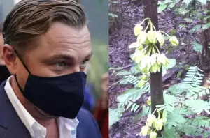 Ilmuwan di Inggris Abadikan Leonardo DiCaprio Jadi Nama Pohon, Alasannya Bikin Terharu