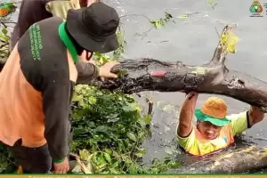 Pasukan Oranye DLH DKI Evakuasi Pohon Tumbang di Kalideres
