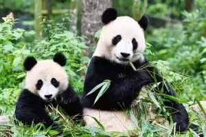 Ini Penyebab Panda Raksasa Tetap Gemuk, Meskipun Vegetarian Makan Bambu