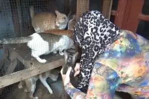 Kisah Mama Yeni, Perempuan di Gowa yang Rawat 157 Kucing Telantar