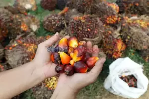 Minyak Goreng Langka, Fadli Zon: Akibat Akumulasi Amburadulnya Tata Kelola Sawit di Indonesia