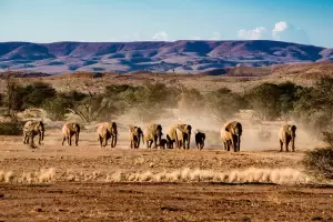 170 Gajah Dijual, Namibia Kewalahan Kendalikan Populasinya yang Mencapai 24.000 Ekor