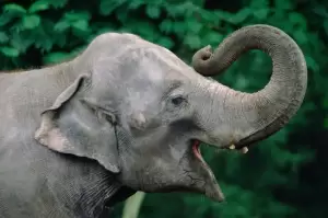 7 Fakta Gading Gajah, Bagian Tubuh Termahal dan Paling Dicari