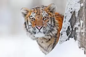 5 Binatang Khas Rusia, Nomor 2 Paling Unik