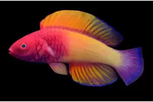 Peneliti Temukan Spesies Baru Ikan Pelangi di Perairan Maladewa