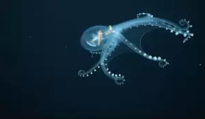 Ini Penemuan Makhluk Aneh Penghuni Dasar Laut Terdalam