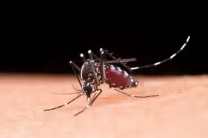 Amerika Serikat Siap Melepas Miliaran Nyamuk Mutan