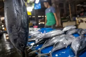 KKP Proyeksikan Potensi Sumber Daya Ikan Capai 12,01 Juta Ton di 2022