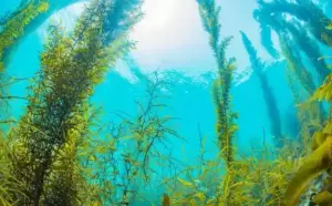 Ilmuwan Sebut Rumput Laut Mampu Netralisir Efek Senjata Nuklir