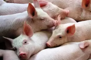 Negara Penghasil Daging Babi Terbesar Dunia , No 5 Sempat Mau Ekspor ke Indonesia