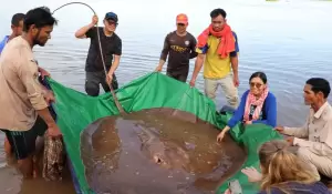 Nelayan Kamboja Tangkap Ikan Pari Raksasa di Sungai Mekong