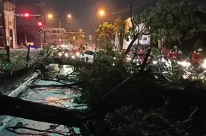 Sejak Sore hingga Malam Angin Kencang di Jakarta Tumbangkan 8 Pohon