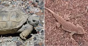 Gara-gara Buruk Rupa, Reptil Lebih Cepat Punah Dibandingkan Mamalia dan Burung