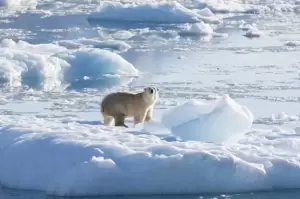Banyak Gletser Mencair, Beruang Kutub Ubah Cara Berburu Agar Tidak Mati Kelaparan