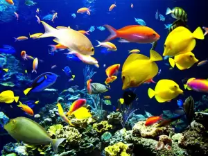 Kadar Emisi Melebihi Batas, Spesies Laut Menghadapi Kepunahan Massal