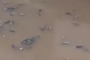 Kronologi Ribuan Ikan Mati di Sungai Kali Baru Diduga Akibat Limbah Jeroan Hewan Kurban