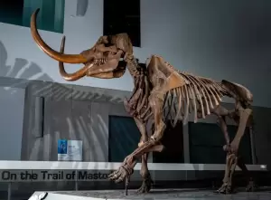 Kisah Fred, Gajah Purba Mastodon yang Mati Karena Mencari Cinta